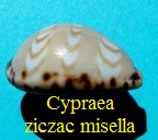 Cypraea ziczac misella, Perry 1811